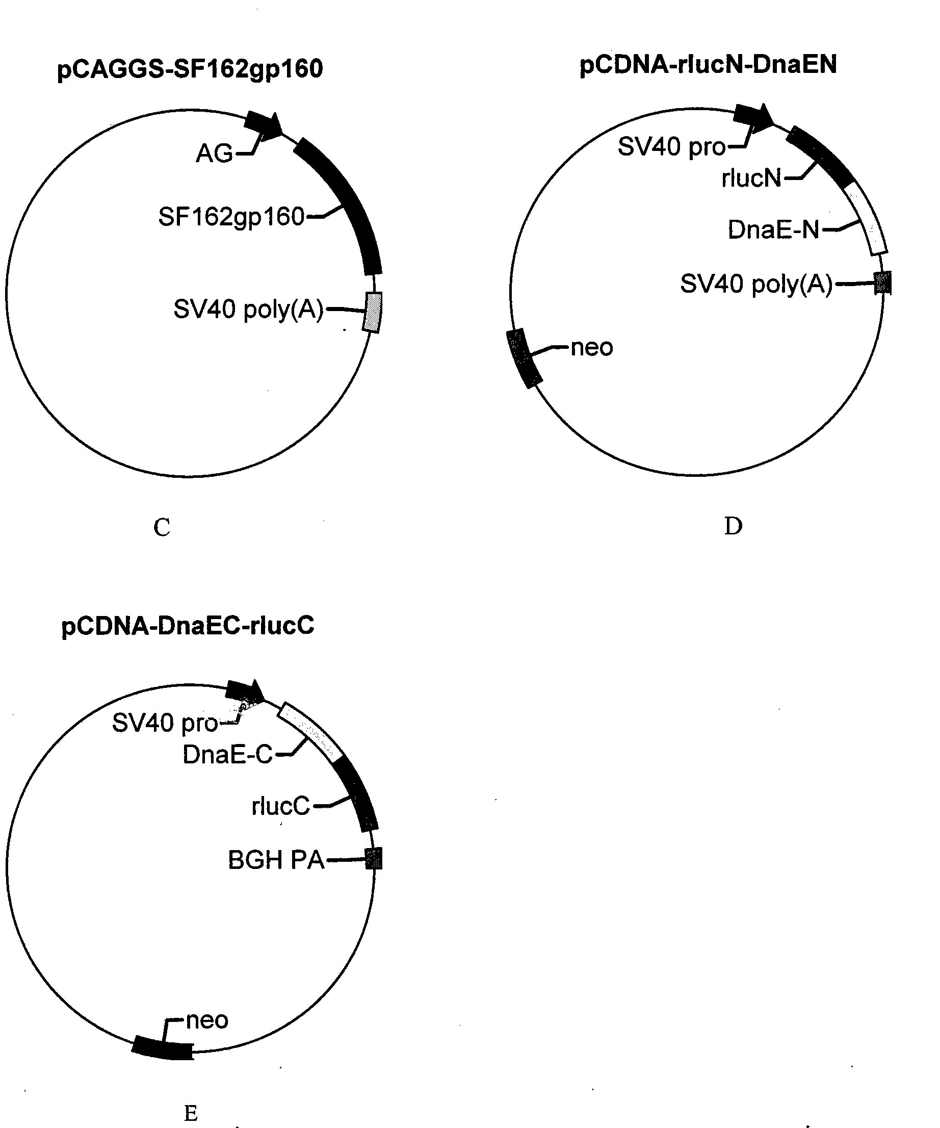 Screening system of HIV infected cell and applications thereof