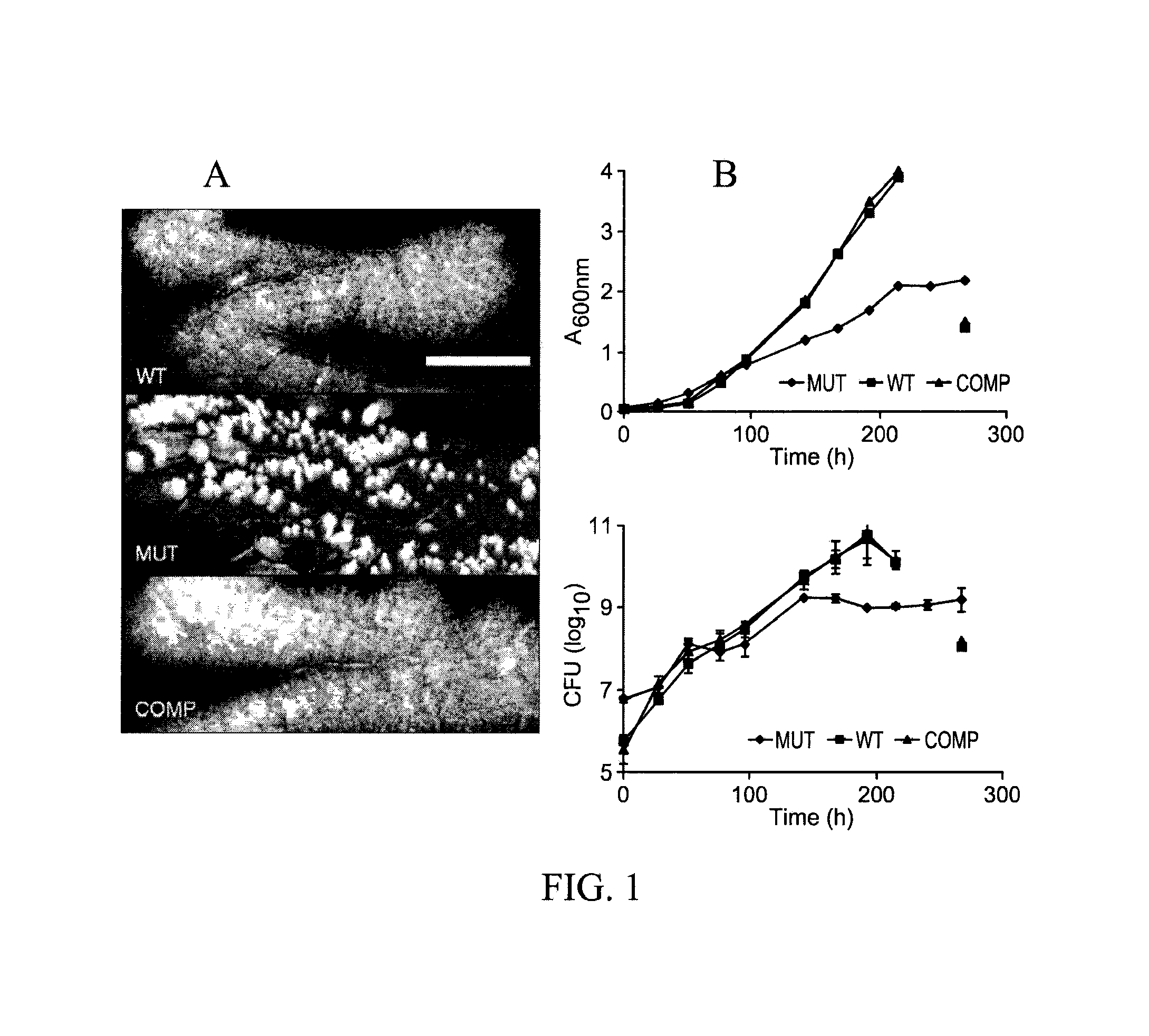 Methods for treatment of bacterial infections