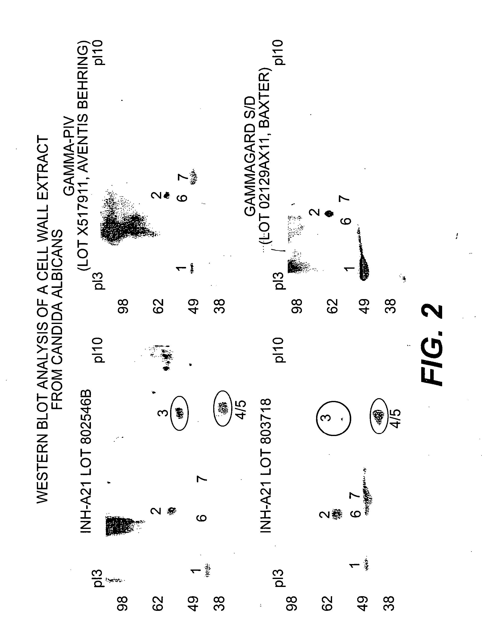 Method of inhibiting Candida-related infections using donor selected or donor stimulated immunoglobulin compositions
