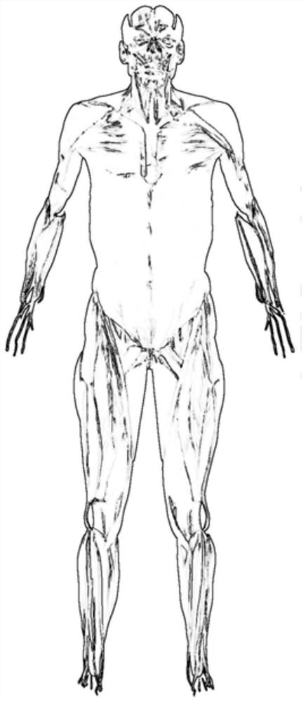 A method for manufacturing a 3D printed medical simulation human body model