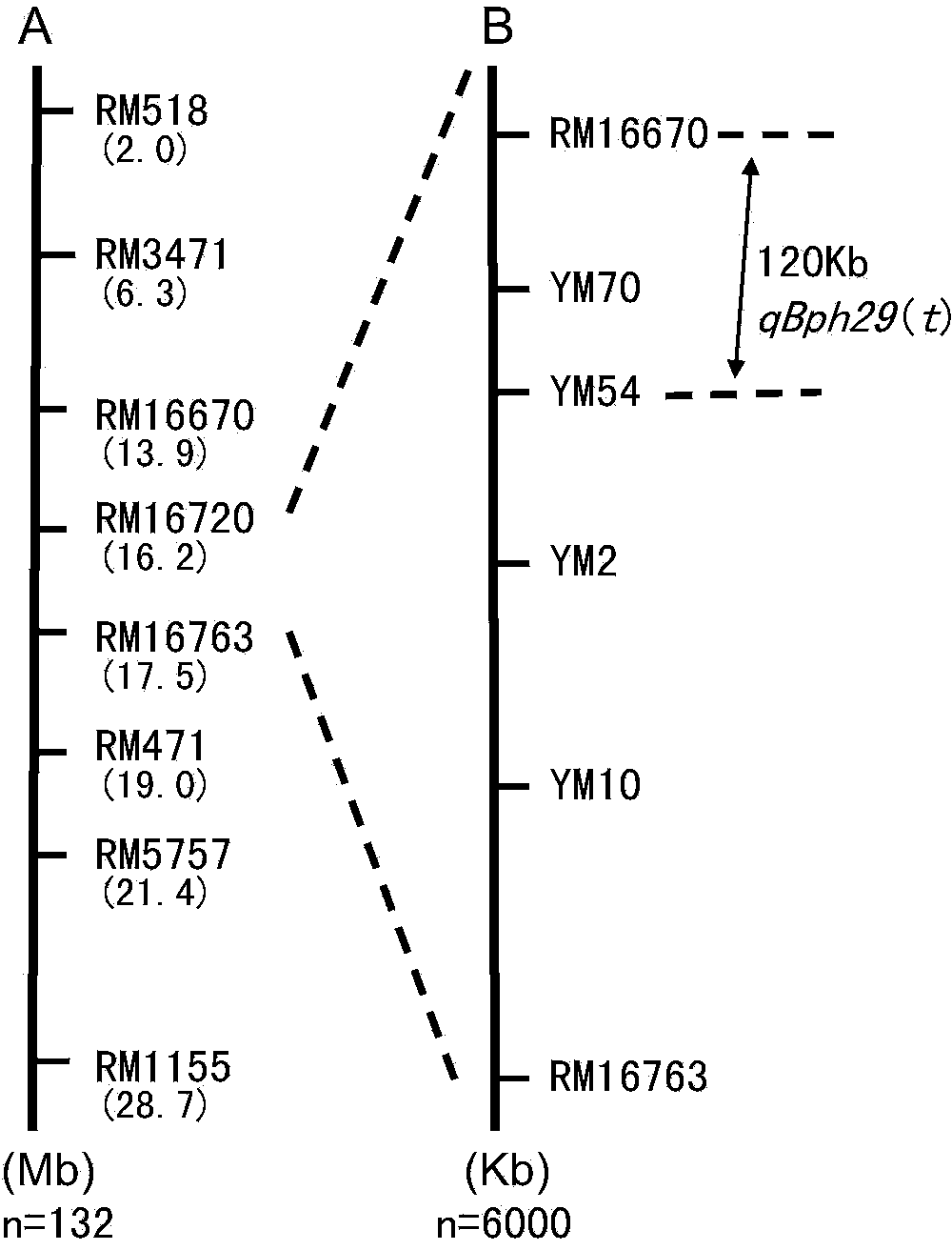 Molecular mark of rice brown planthopper inhibition major gene qBph29(t) and application of molecular mark