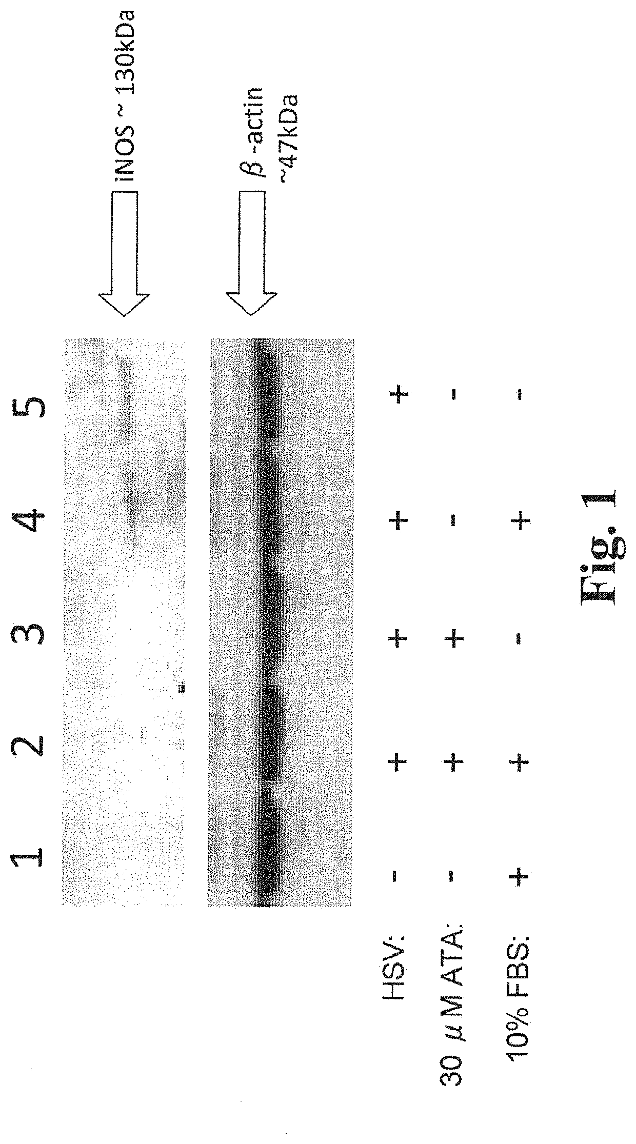 USE OF iNOS INHIBITORS TO INCREASE VIRAL YIELD IN CULTURE