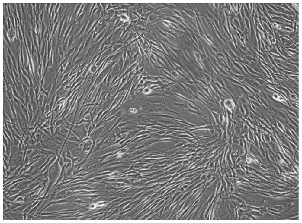 Isolation and culture method of adipose stem cell