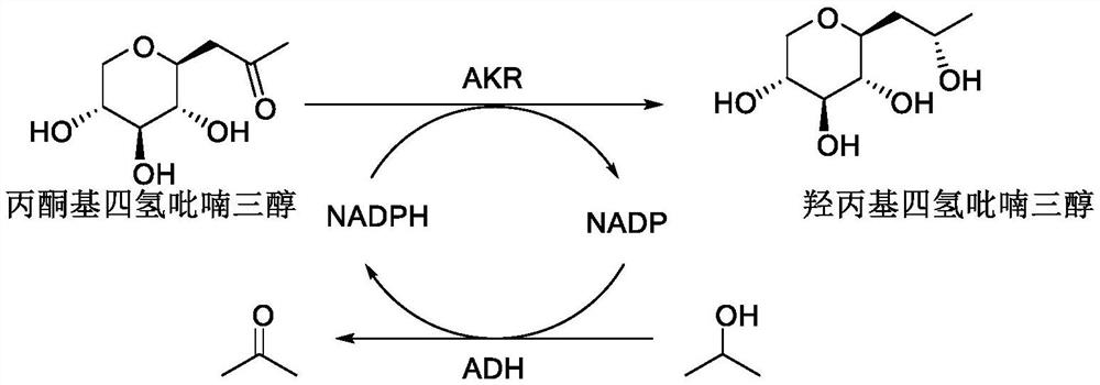 Synthetic method of hydroxypropyl tetrahydropyrantriol catalyzed by biological enzyme