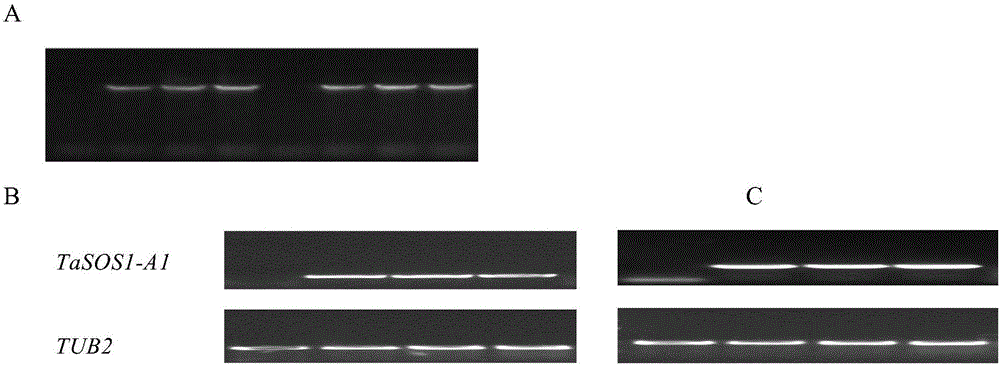 A Na&lt;+&gt;/H+ antiporter gene and applications thereof