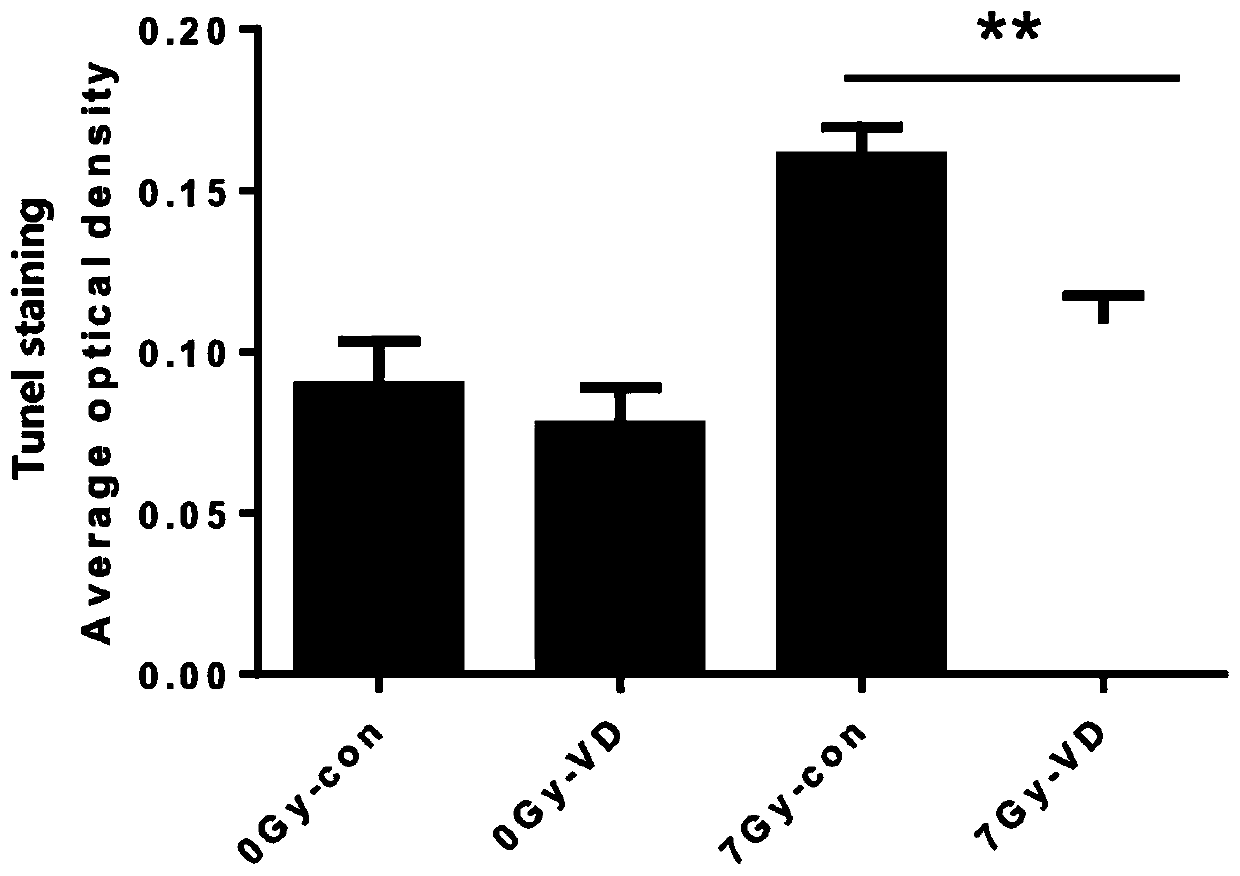 Application of vitamin D in prevention and treatment of intestinal injury caused by radiation