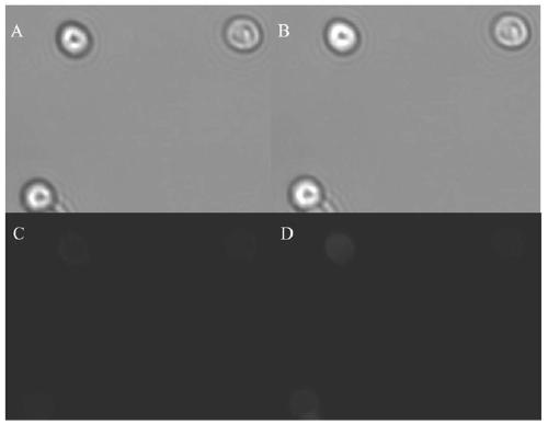 Pichia pastoris surface co-display system based on cellulosome as well as construction method and application of pichia pastoris surface co-display system