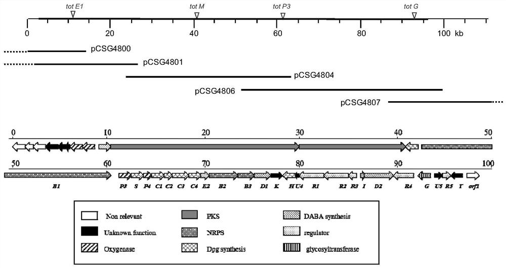 Cyclic lipopeptide compound biosynthetic gene cluster and its activation method and application