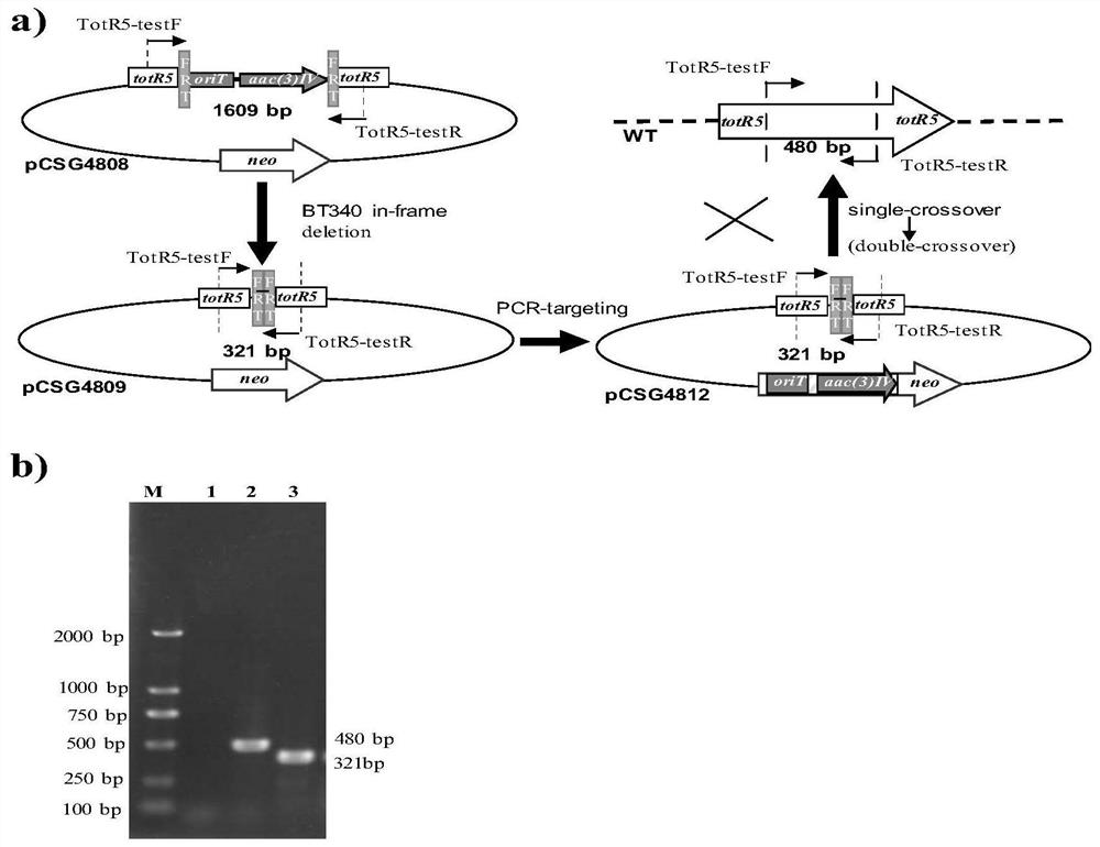 Cyclic lipopeptide compound biosynthetic gene cluster and its activation method and application