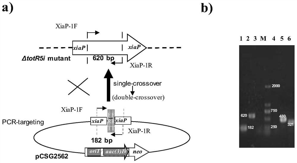 Cyclic lipopeptide compound biosynthetic gene cluster and its activation method and application