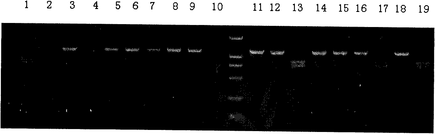 Fish transgenosis breeding method