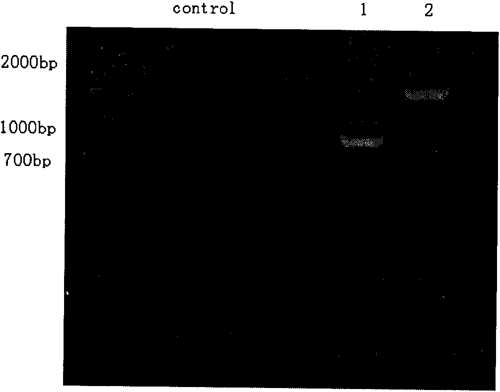 Fish transgenosis breeding method