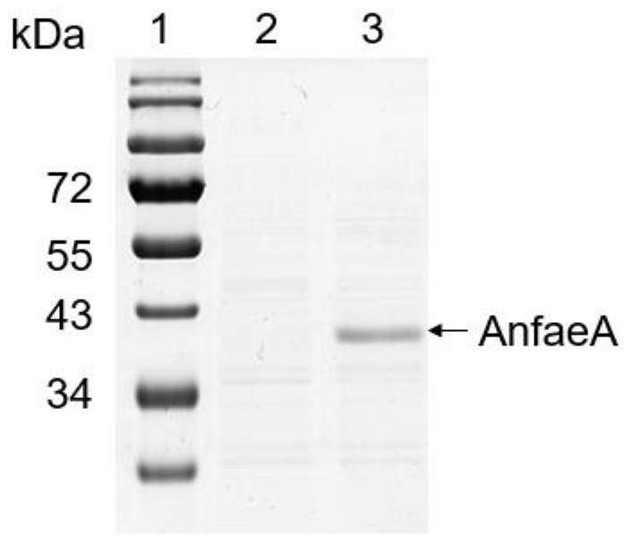 Recombinant expression strain, preparation method and application of ferulic acid esterase