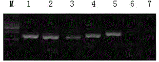 Ruditapes philippinarum species real-time fluorescent PCR (polymerase chain reaction) specific detection system and application thereof