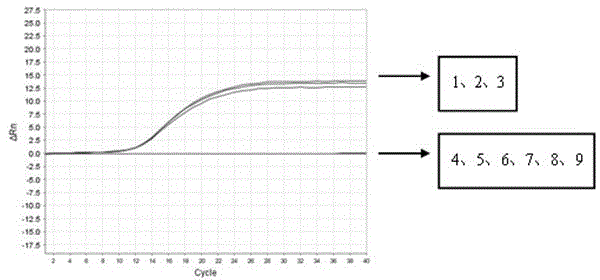 Ruditapes philippinarum species real-time fluorescent PCR (polymerase chain reaction) specific detection system and application thereof