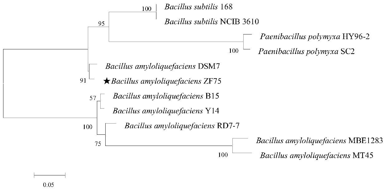 Bacillus amyloliquefaciens strain and application thereof in prevention and control of celery bacterial soft rot