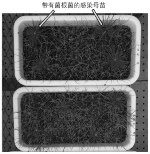Quick mycorrhiza seedling cultivation method for ectotrophic mycorrhiza fungi