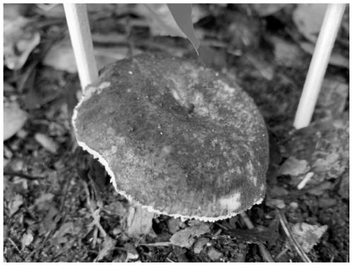 Quick mycorrhiza seedling cultivation method for ectotrophic mycorrhiza fungi