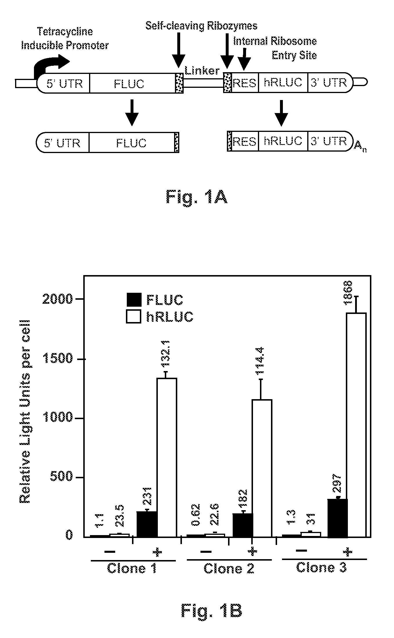 Reporter for RNA Polymerase II Termination
