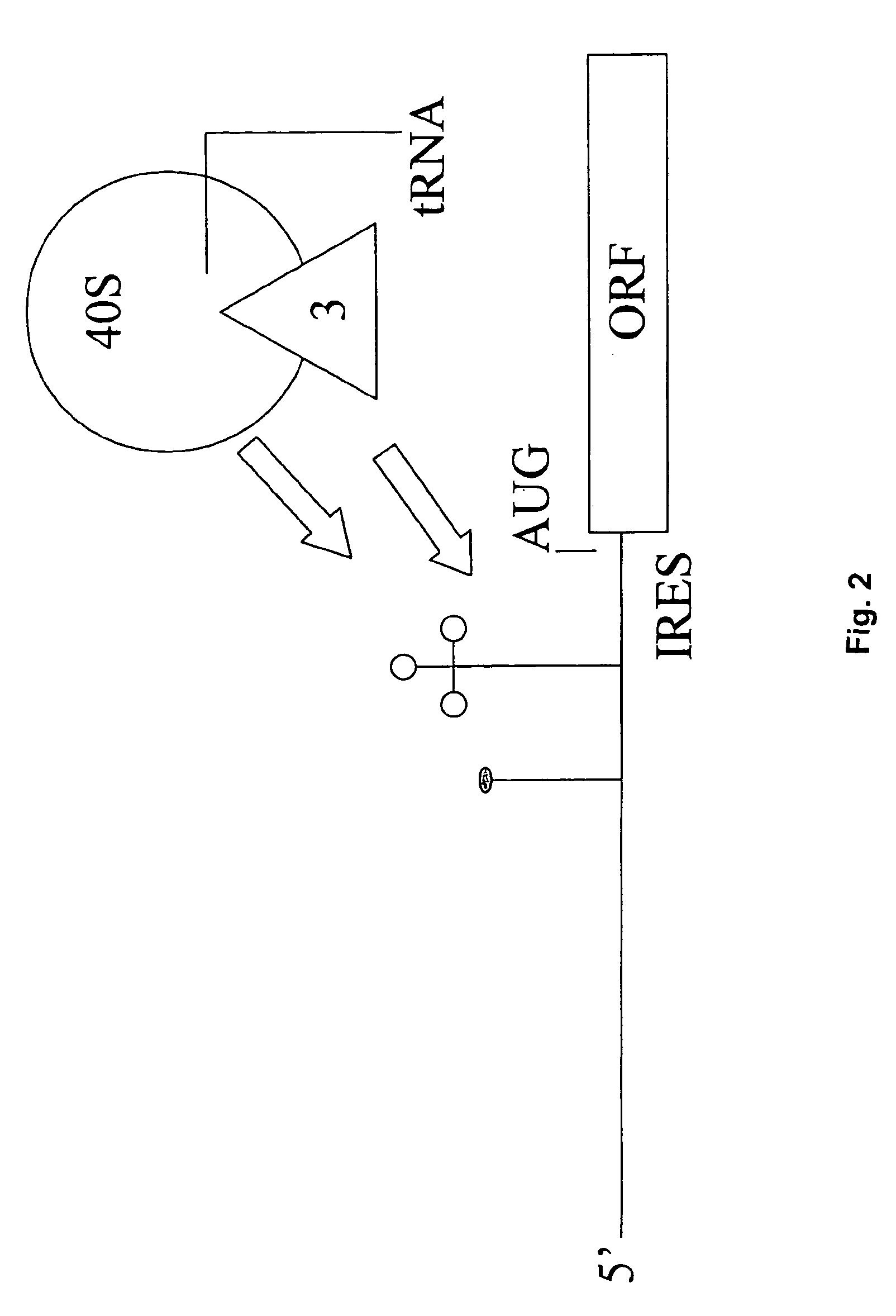Creation of artificial internal ribosome entry site (ires) elements