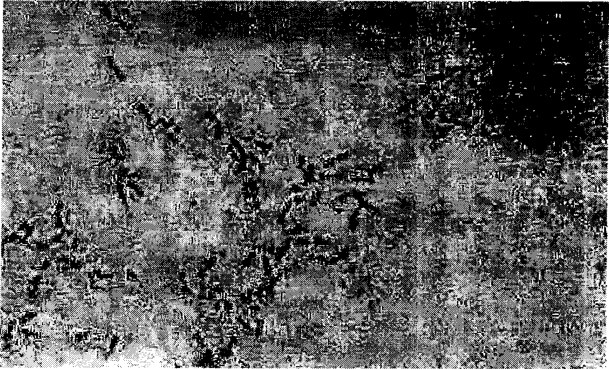 Microorganism polysaccharide and its preparation method and application