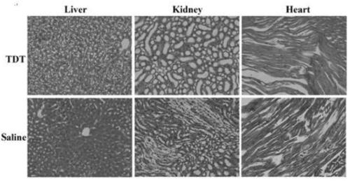 Construction and application of nucleic acid aptamer that can bind to CD123 and its targeted drug delivery system