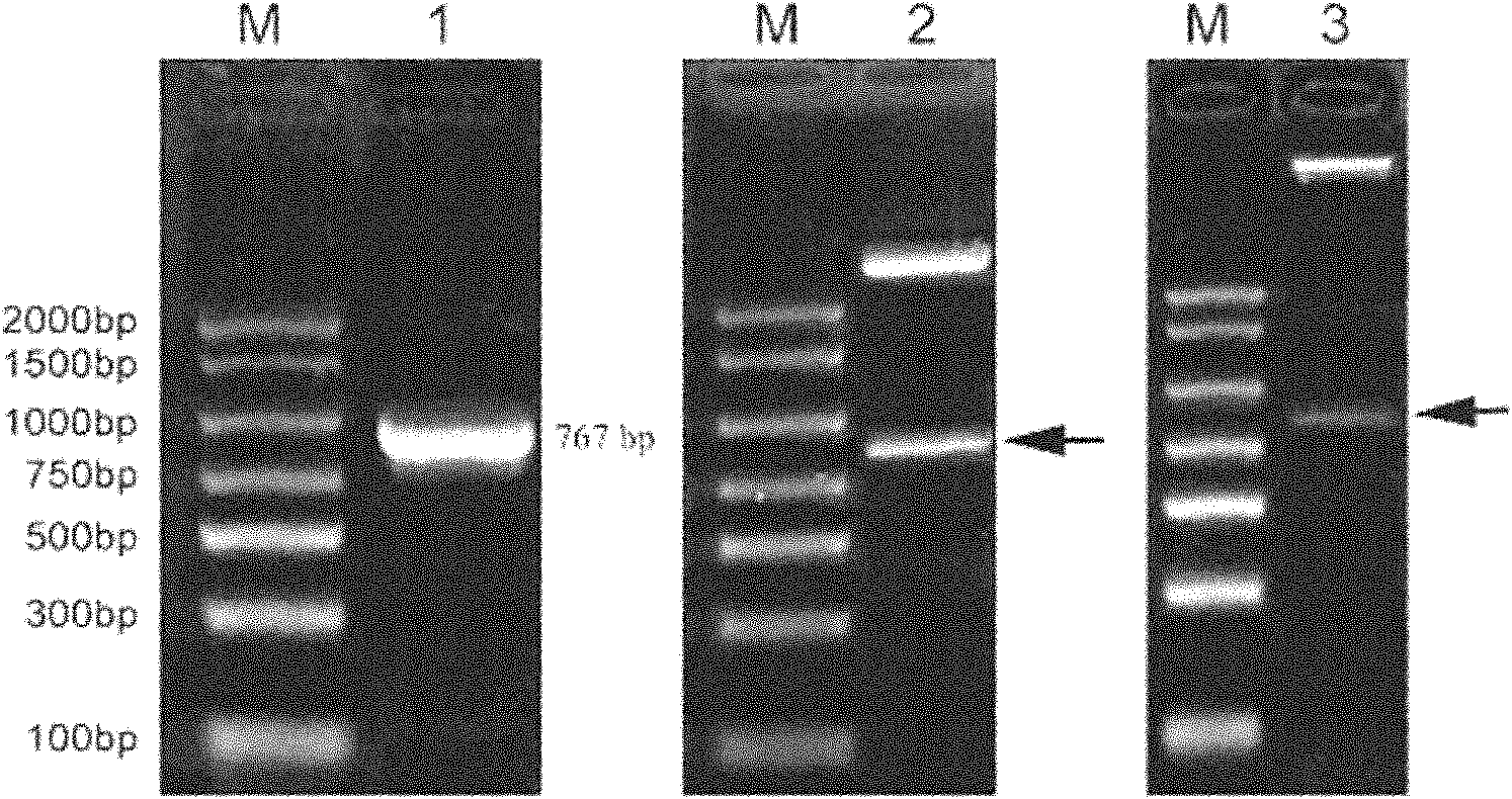 Floral organ development gene NsAGL6 as well as plant expression vector and construction method thereof