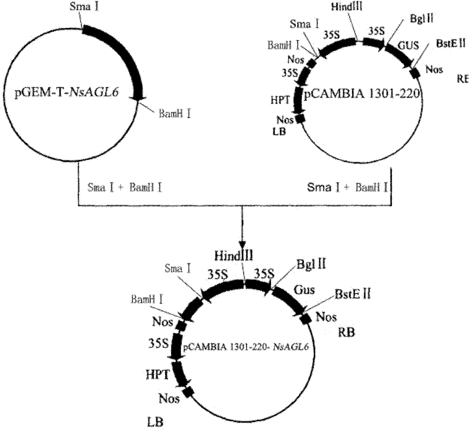 Floral organ development gene NsAGL6 as well as plant expression vector and construction method thereof