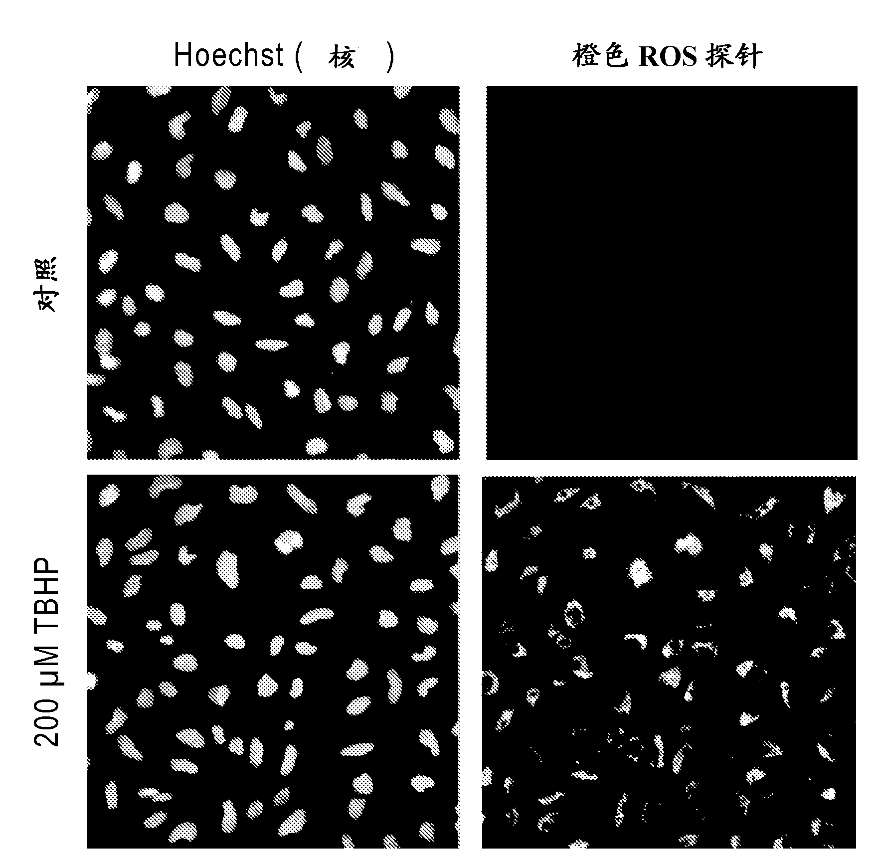 Modified hydrocyanine dyes for the detection of reactive oxygen species