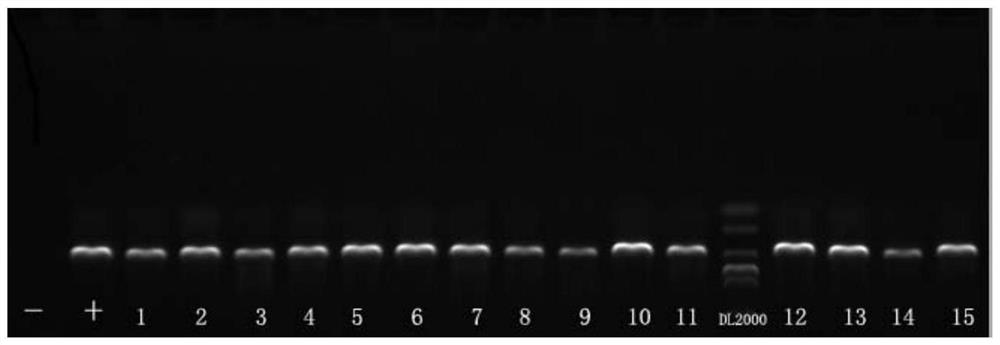 A deep sequencing-based method suitable for the detection of HIV-1 protease inferior drug-resistant strains