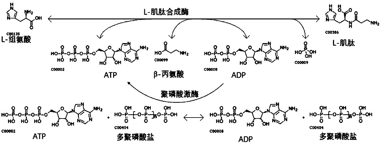 Method of synthesizing L-carnosine using L-amino acid ligase by one-step method