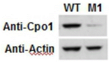 Botrytis cinerea gene BcCpo1 relative to pathogenicity and application of botrytis cinerea gene BcCpo1