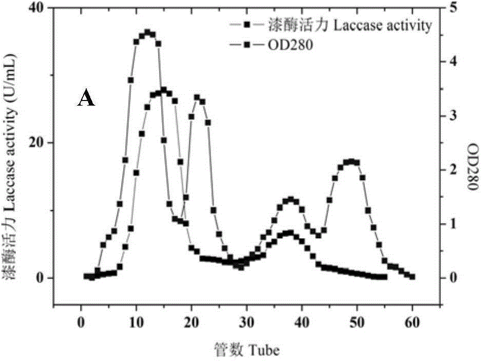Bacterial strain for producing laccase, method for producing laccase by bacterial strain, produced laccase and application of laccase