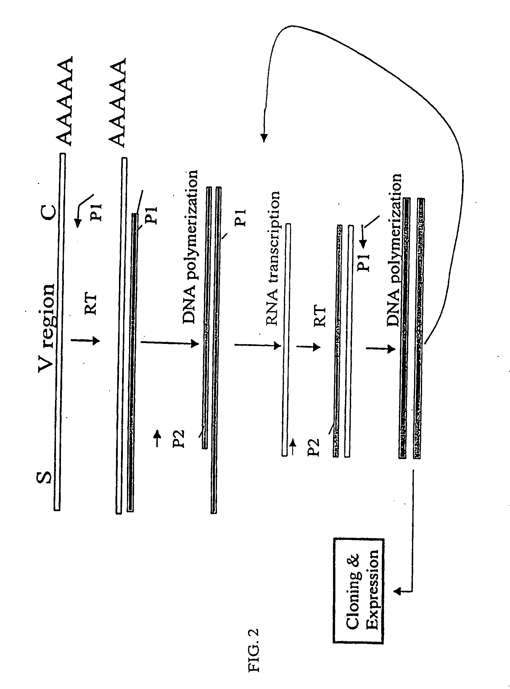 Novel Method for Cloning Variable Domain Sequences of Immunological Gene Repertoire