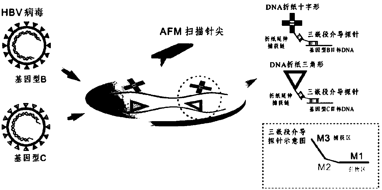 Method for detecting hepatitis b virus subtype based on DNA paper-folding mark