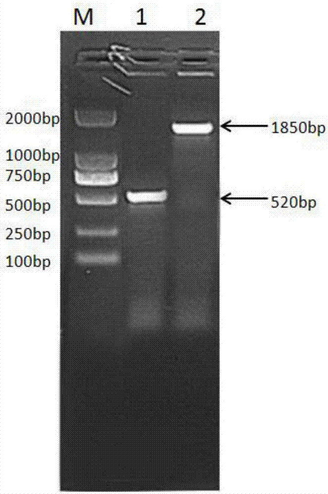 Fusion protein formed by sheep albumin and sheep interferon gamma and preparation method of fusion protein and recombinant sheep long-term interferon gamma