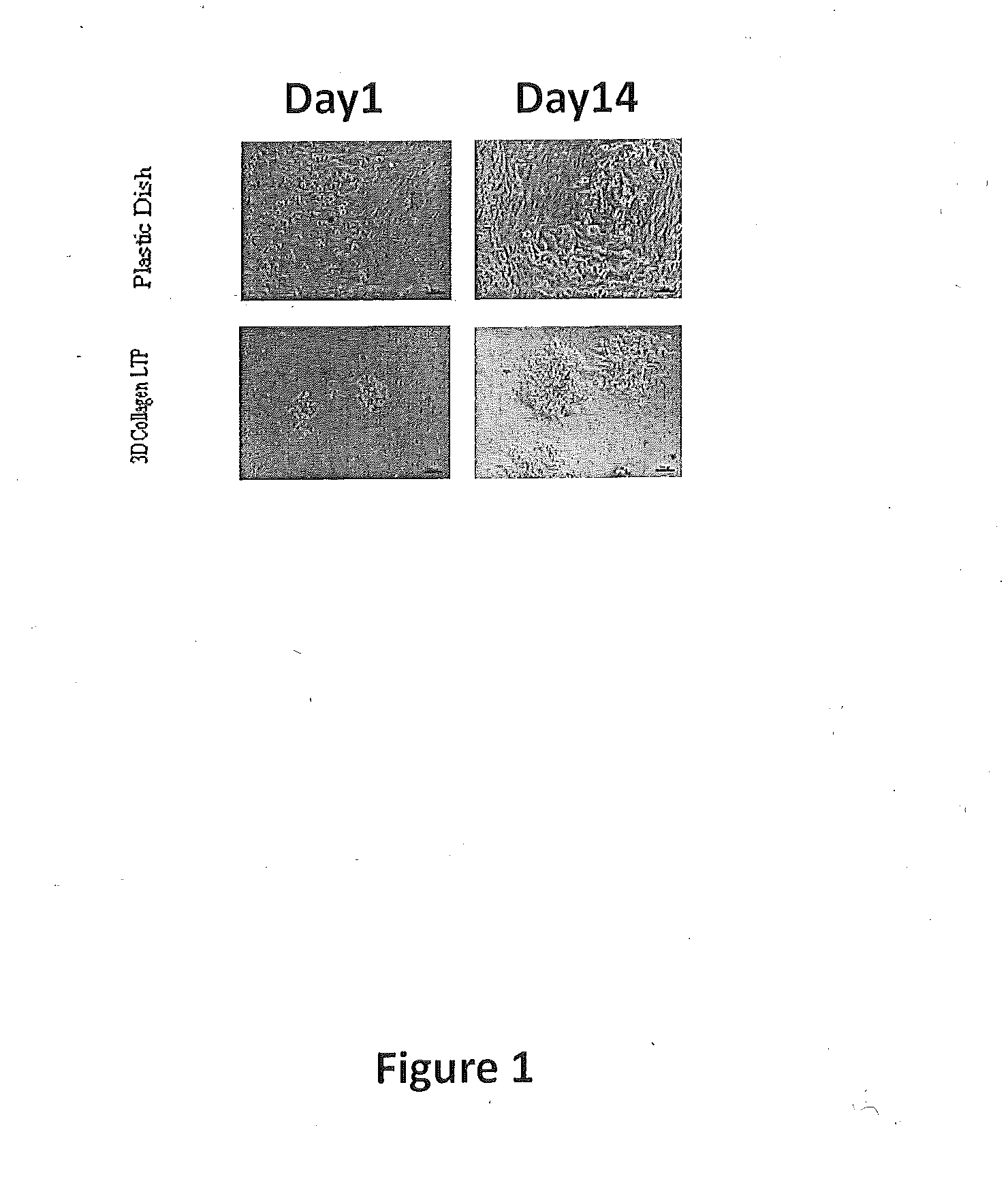 Tissue-Specific Extracellular Matrix With or Without Tissue Protein Components for Cell Culture