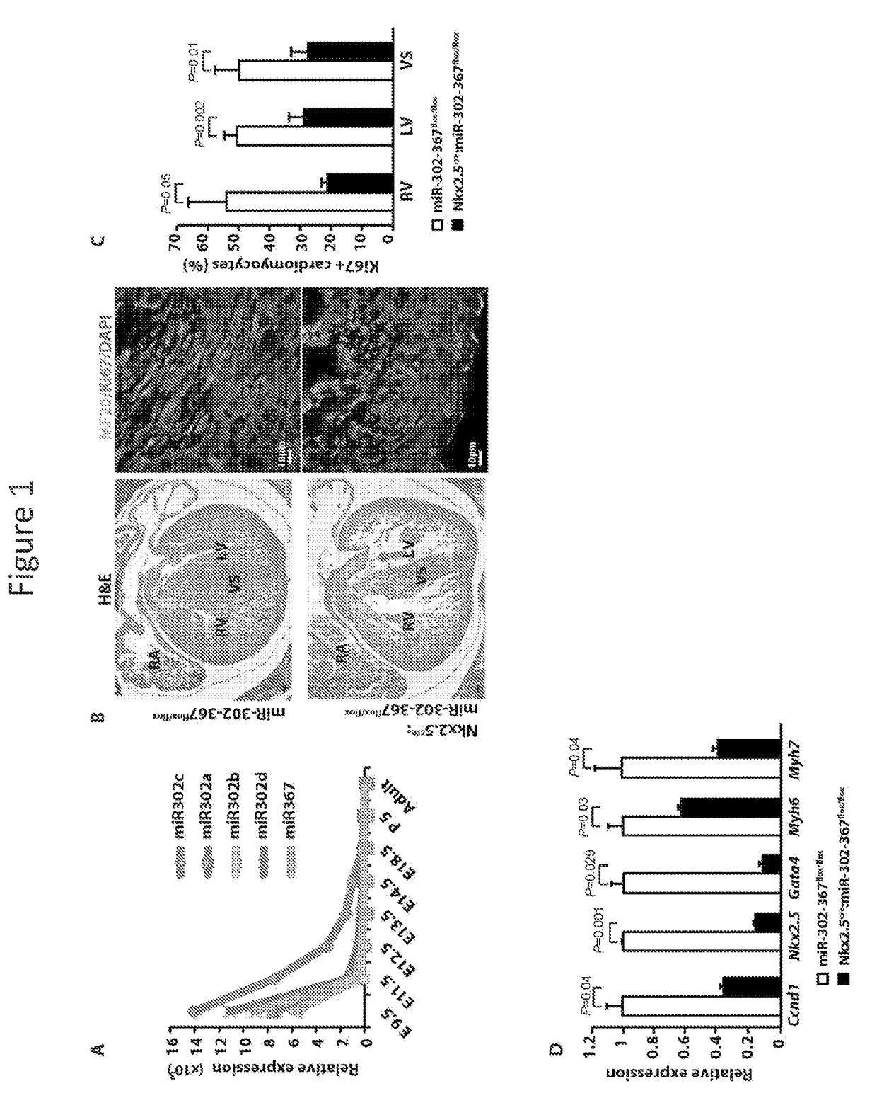 Microrna induction of cardiac regeneration