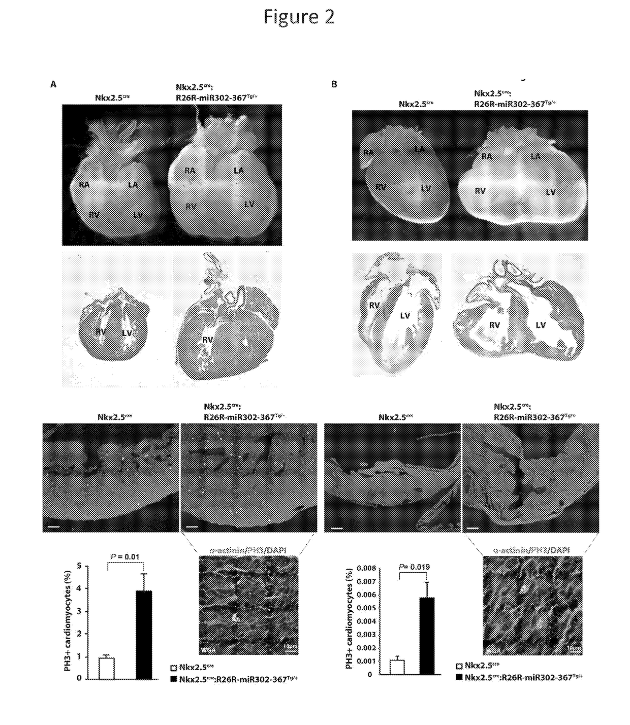 Microrna induction of cardiac regeneration