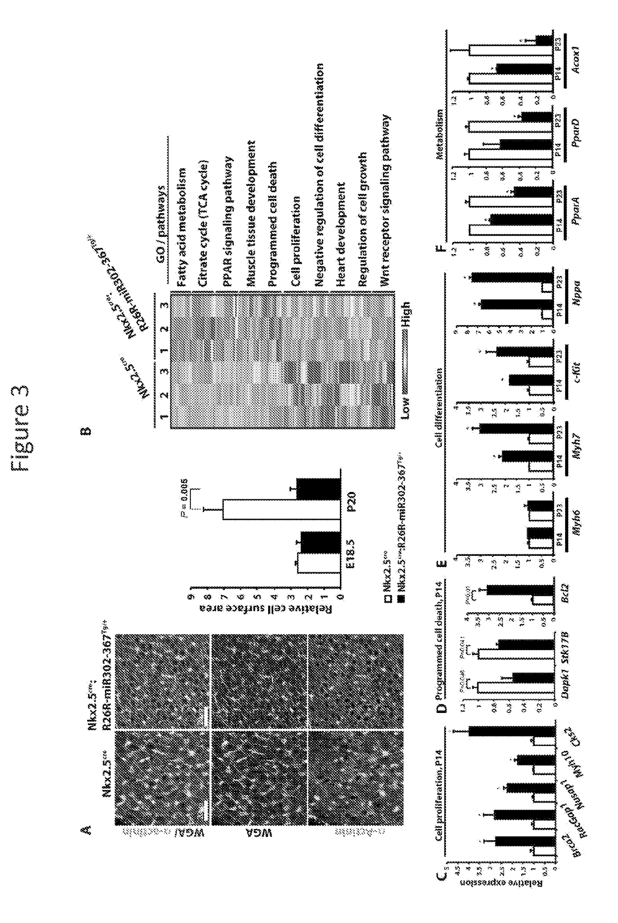 Microrna induction of cardiac regeneration