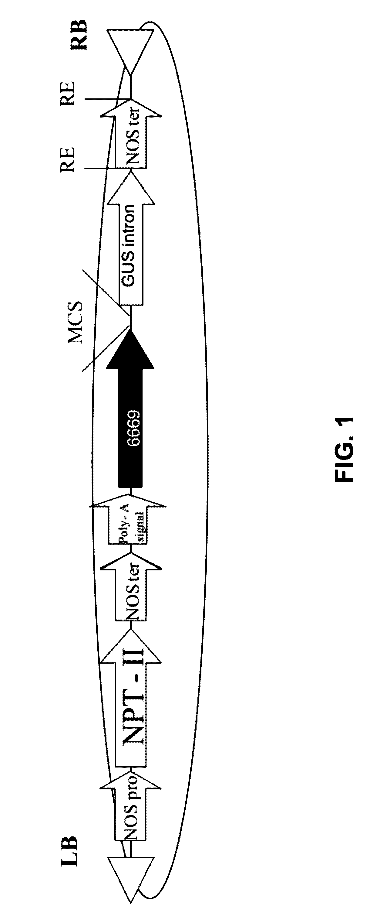 Isolated polynucleotides and polypeptides and methods of using same for increasing plant yield, biomass, growth rate, vigor, oil content, abiotic stress tolerance of plants and nitrogen use efficiency