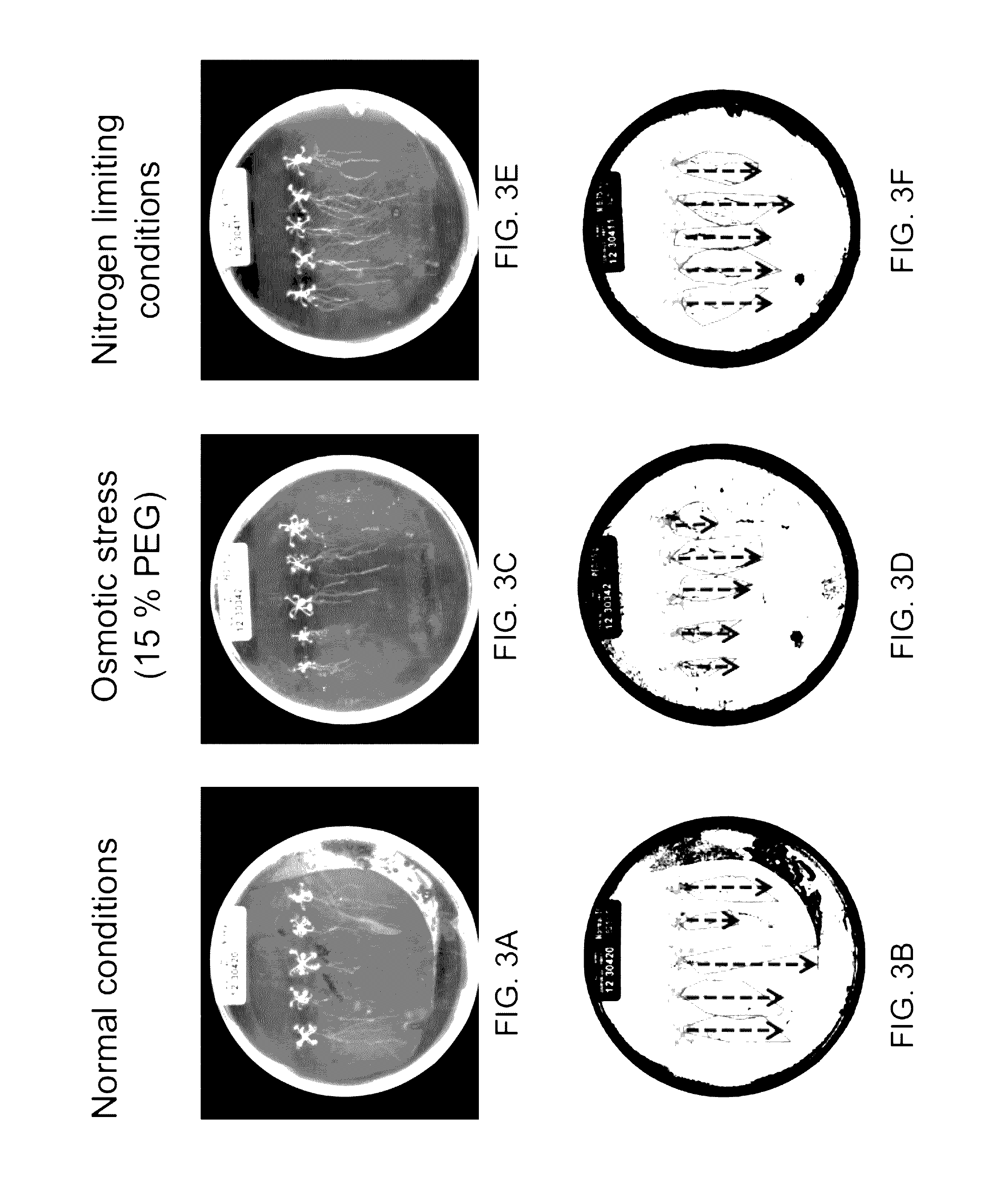 Isolated polynucleotides and polypeptides and methods of using same for increasing plant yield, biomass, growth rate, vigor, oil content, abiotic stress tolerance of plants and nitrogen use efficiency