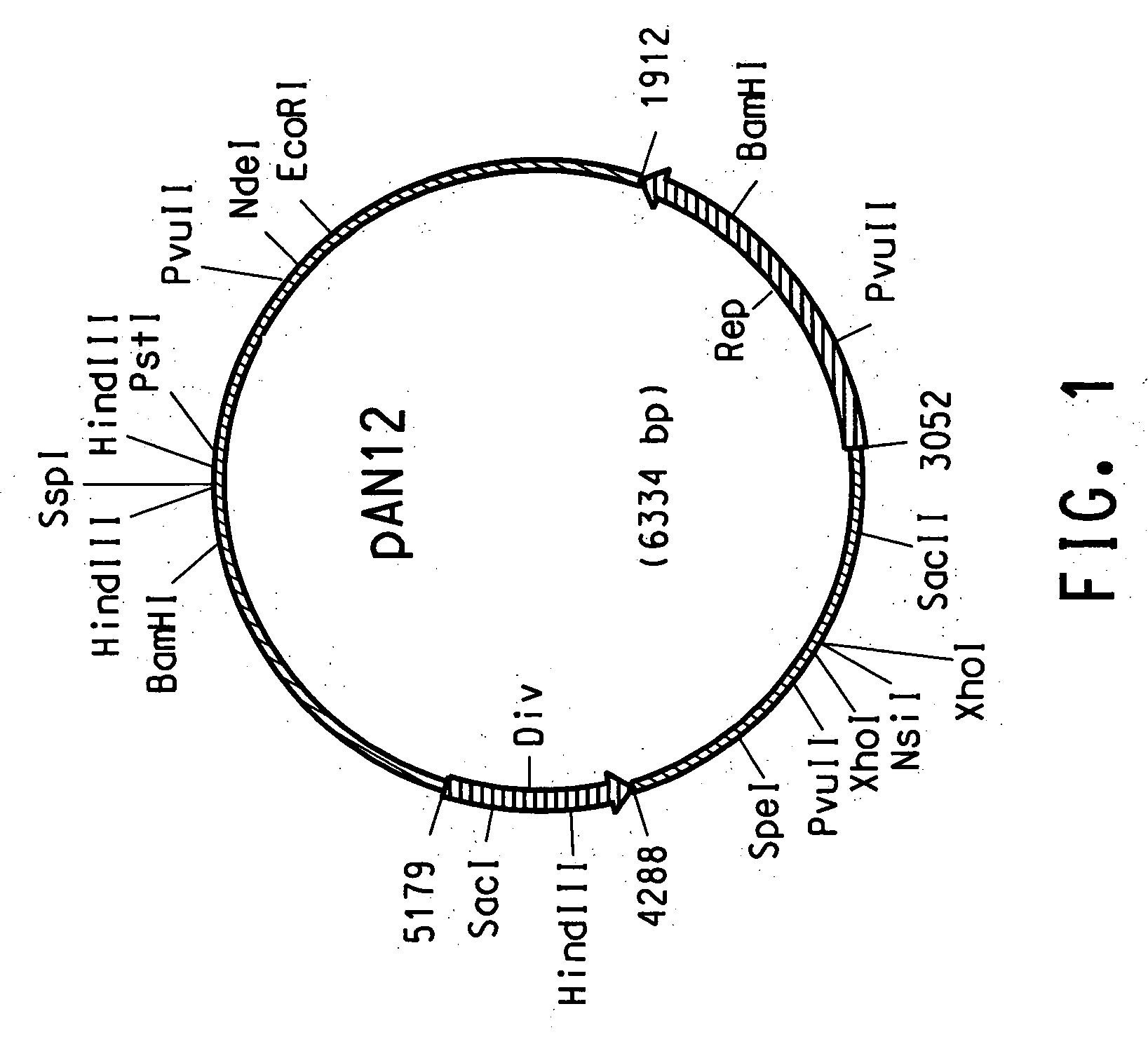 Rhodococcus cloning and expression vectors