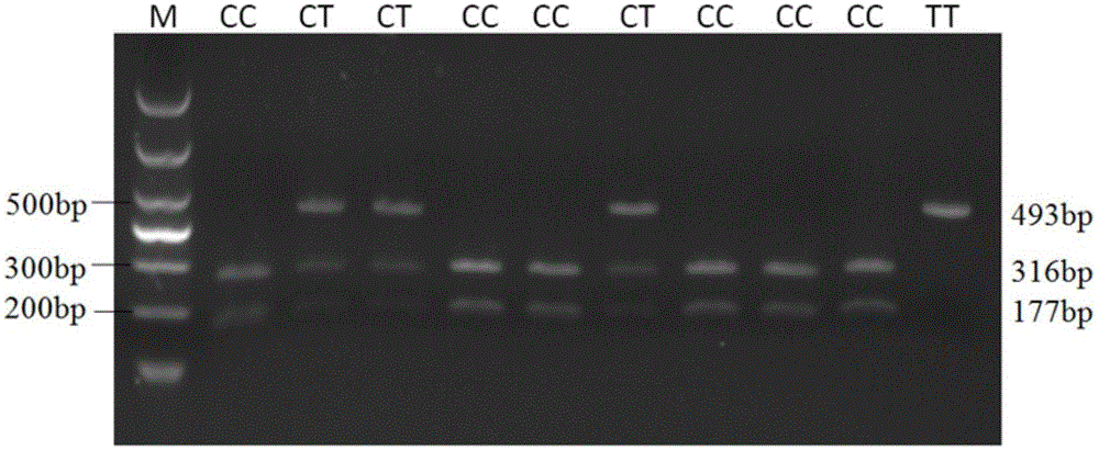 Molecular genetic SNP marker related to sow oestrous symptoms and detection method and application thereof