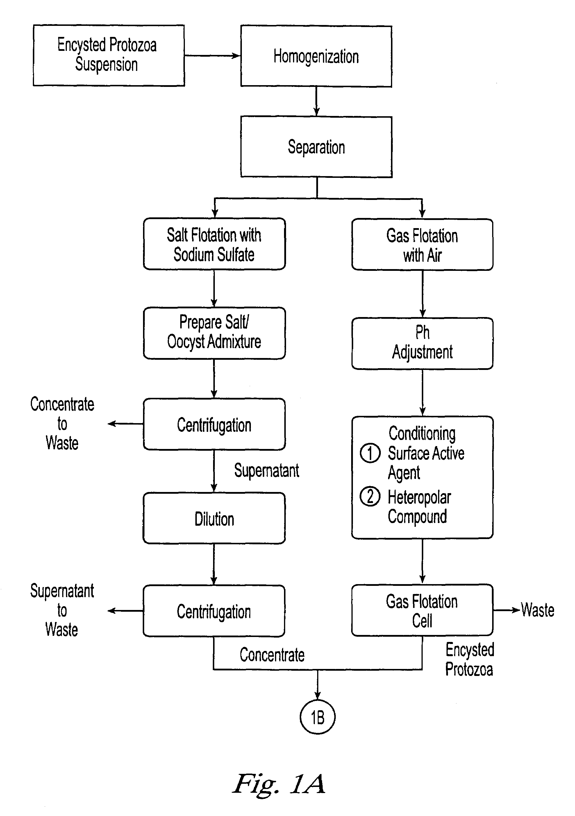 Method for the purification, recovery, and sporulation of cysts and oocysts
