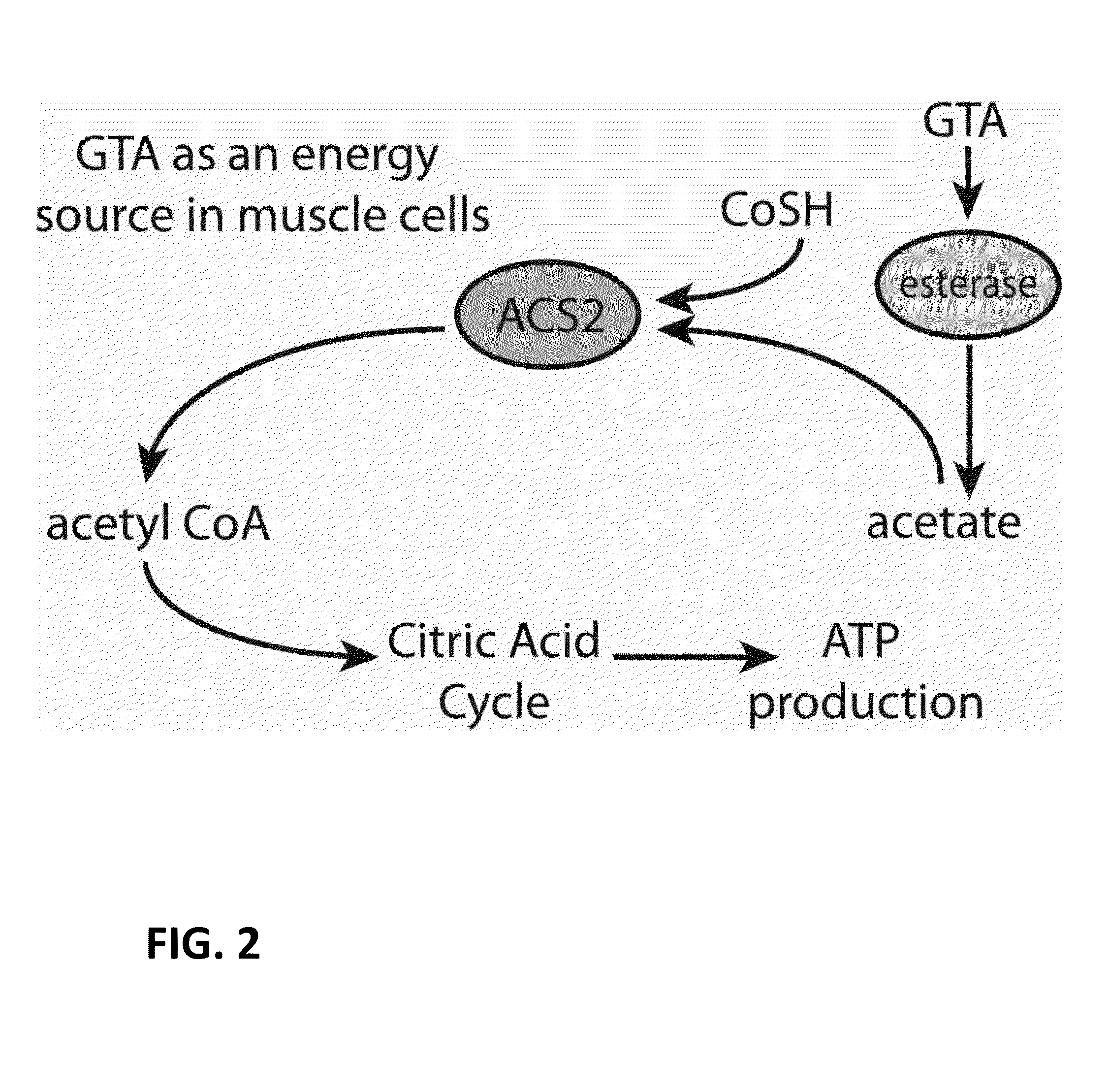 Compositions comprising glyceryl-triacetate (GTA) and uses in human performance optimization and thermogenesis