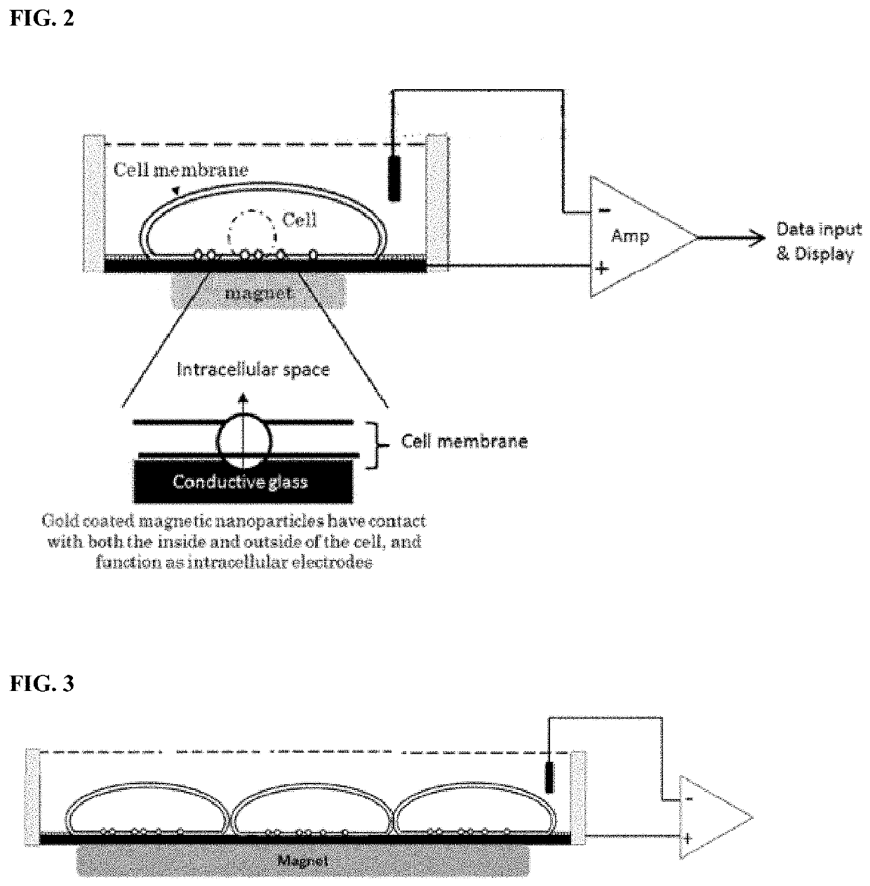 Method for measuring intracellular potential with a capacitance type potential measurement device