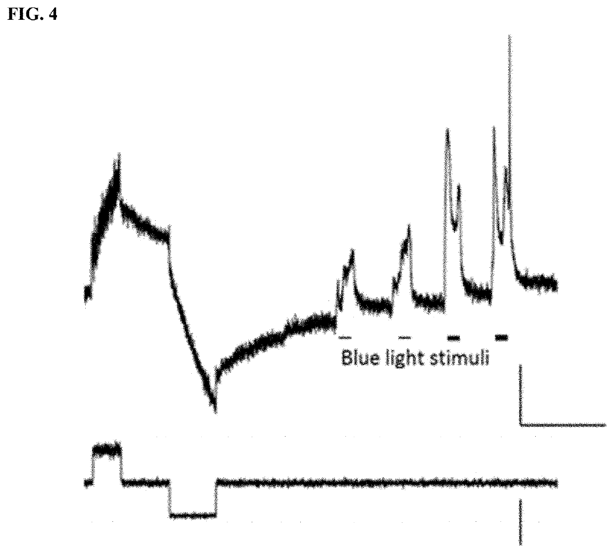 Method for measuring intracellular potential with a capacitance type potential measurement device