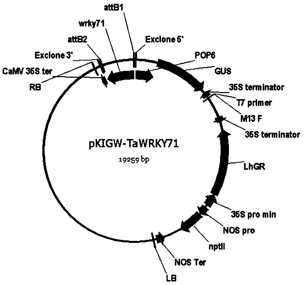 Triticum aestivum WRKY transcription factor gene and application thereof in high-temperature stress response of Arabidopsis thaliana