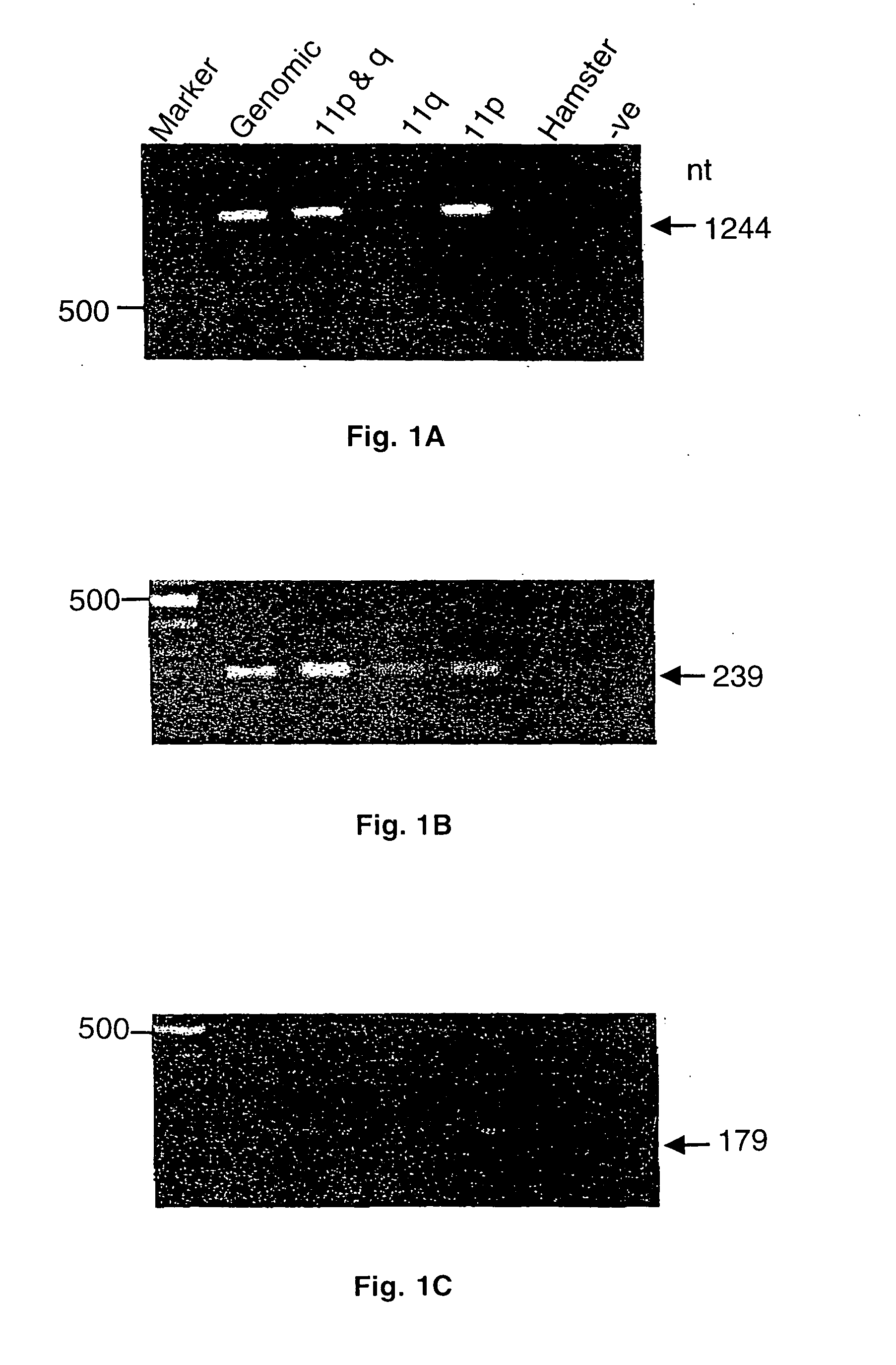 DNA encoding the prostate-specific membrane antigen-like gene and uses thereof